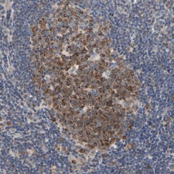 抗-MCL1 兔抗 Prestige Antibodies&#174; Powered by Atlas Antibodies, affinity isolated antibody, buffered aqueous glycerol solution