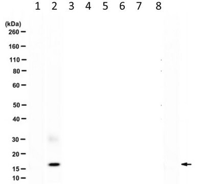 Anti-Ubiquitin Lys6 specific Affimer reagent GFP/His tag