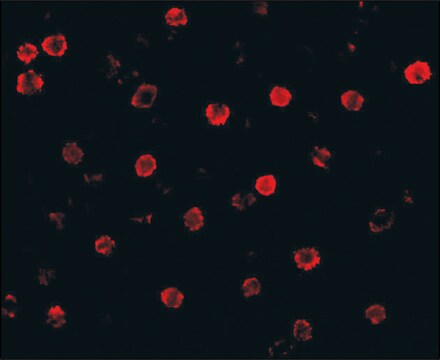 Anti-T-Cadherin antibody produced in rabbit affinity isolated antibody, buffered aqueous solution