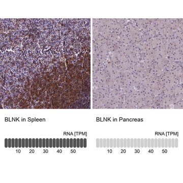 Anti-BLNK antibody produced in rabbit Prestige Antibodies&#174; Powered by Atlas Antibodies, affinity isolated antibody, buffered aqueous glycerol solution