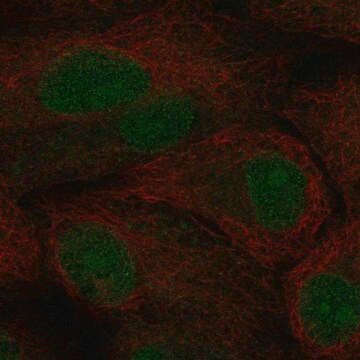 Przeciwciało anty-Tcf21 wytwarzane u królików Prestige Antibodies&#174; Powered by Atlas Antibodies, affinity isolated antibody, buffered aqueous glycerol solution