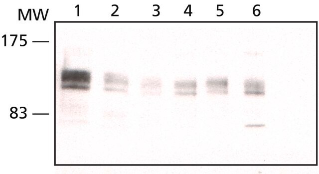 Anti-eIF4ENIF1 antibody produced in rabbit affinity isolated antibody, buffered aqueous solution