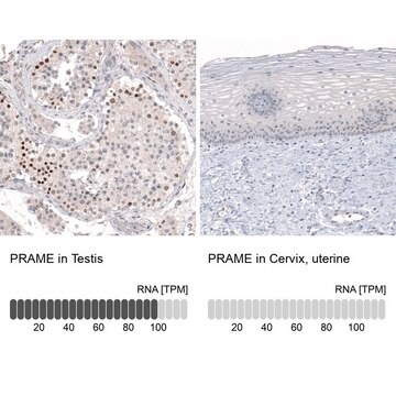 Monoclonal Anti-PRAME antibody produced in mouse Prestige Antibodies&#174; Powered by Atlas Antibodies, clone CL5148, purified immunoglobulin, buffered aqueous glycerol solution