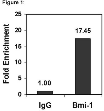 Sferette magnetiche Magna ChIP&#174; legate a proteina G Recombinant Protein G covalently bound to magnetic beads for use in chromatin immunoprecipitations (ChIP assays). These protein G beads provide users a more rapid, reproducible &amp; efficient reagent for collecting immunocomplexes vs. agarose beads.