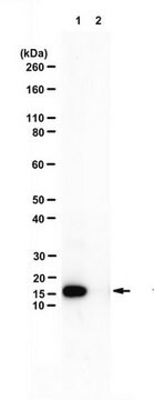 Anti-Enterobacterio-Phage MS2-Coat-Protein from rabbit, purified by affinity chromatography