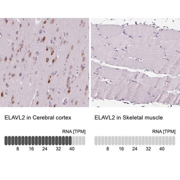 抗-ELAVL2 兔抗 Prestige Antibodies&#174; Powered by Atlas Antibodies, affinity isolated antibody, buffered aqueous glycerol solution