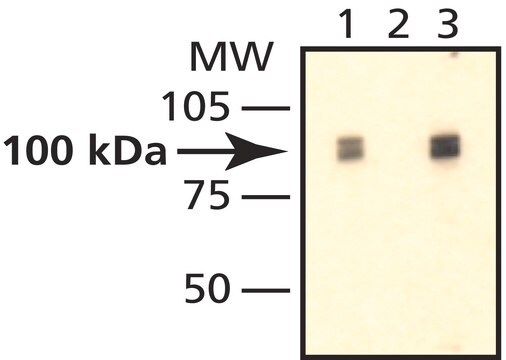 抗PM/Scl-100 ウサギ宿主抗体 ~1.0&#160;mg/mL, affinity isolated antibody, buffered aqueous solution