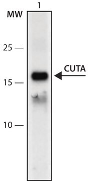 Anti-CUTA (104-118) antibody produced in rabbit IgG fraction of antiserum