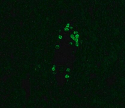 抗人体 IgG4&#8722; 小鼠单克隆 FITC 抗体 小鼠抗 clone HP-6025, purified from hybridoma cell culture