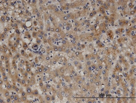 Monoclonal Anti-PEX11B, (N-terminal) antibody produced in mouse clone 2D2, purified immunoglobulin, buffered aqueous solution