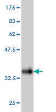 ANTI-SNAPC5 antibody produced in mouse clone 6G10, purified immunoglobulin, buffered aqueous solution