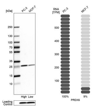 Anti-PRDX6 antibody produced in rabbit Prestige Antibodies&#174; Powered by Atlas Antibodies, affinity isolated antibody, buffered aqueous glycerol solution