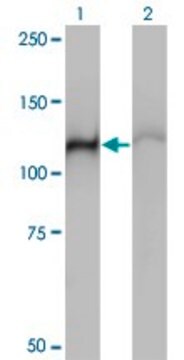 Monoclonal Anti-HSPA4 antibody produced in mouse clone 3A11, purified immunoglobulin, buffered aqueous solution