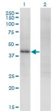 Monoclonal Anti-ZNF435 antibody produced in mouse clone 4A9, purified immunoglobulin, buffered aqueous solution