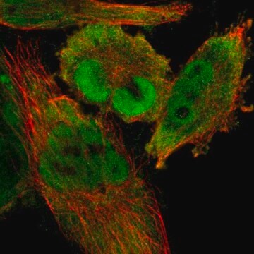 Anti-CDCA7 antibody produced in rabbit Prestige Antibodies&#174; Powered by Atlas Antibodies, affinity isolated antibody, buffered aqueous glycerol solution