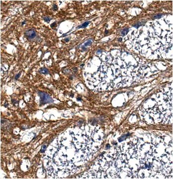 Anticorps anti-pan-neurofascine, clone&nbsp;L11A/41 clone L11A/41, from mouse