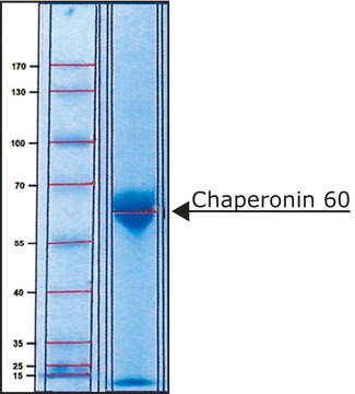 伴侣蛋白60 来源于大肠杆菌 &gt;95% (SDS-PAGE), recombinant, expressed in E. coli overproducing strain, lyophilized powder