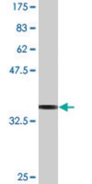 Monoclonal Anti-MYL6, (N-terminal) antibody produced in mouse clone 1D6, purified immunoglobulin, buffered aqueous solution