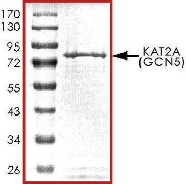 KAT2A (GCN5)，活性，GST 标记 人 recombinant, expressed in baculovirus infected Sf9 cells, &#8805;70% (SDS-PAGE), buffered aqueous glycerol solution