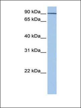 Anti-AP1G1 antibody produced in rabbit affinity isolated antibody