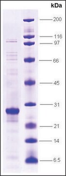 RAR &#946;-リガンド結合ドメイン (173-409) ヒト recombinant, expressed in E. coli, &#8805;80% (SDS-PAGE)