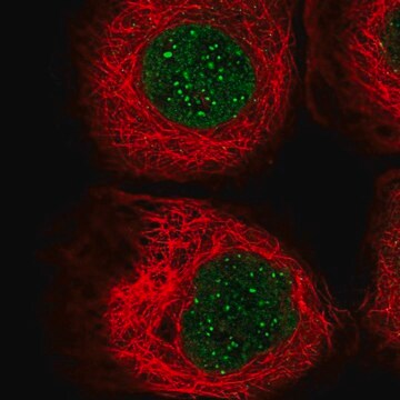 Anti-CENPB antibody produced in rabbit Prestige Antibodies&#174; Powered by Atlas Antibodies, affinity isolated antibody