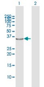 Anti-TP53I3 antibody produced in rabbit purified immunoglobulin, buffered aqueous solution