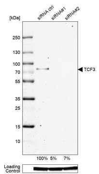 抗TCF3抗体 ウサギ宿主抗体 Prestige Antibodies&#174; Powered by Atlas Antibodies, affinity isolated antibody, buffered aqueous glycerol solution