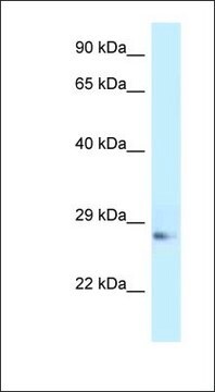 Anti-APOA1 antibody produced in rabbit affinity isolated antibody