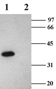 Przeciwciało przeciwko receptorowi endoteliny B Chemicon&#174;, from rabbit