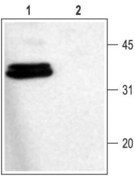 Anti-Syntaxin 1 antibody produced in rabbit IgG fraction of antiserum, lyophilized powder