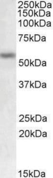 Anti-MMP12 antibody produced in goat affinity isolated antibody, buffered aqueous solution