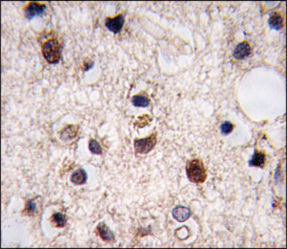 Anti-JMJD3 (N-term) antibody produced in rabbit IgG fraction of antiserum, buffered aqueous solution