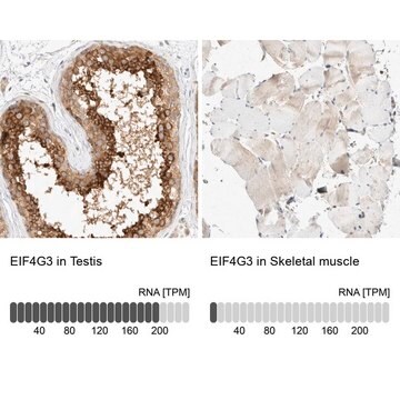 抗EIF4G3抗体 ウサギ宿主抗体 Prestige Antibodies&#174; Powered by Atlas Antibodies, affinity isolated antibody, buffered aqueous glycerol solution, Ab2