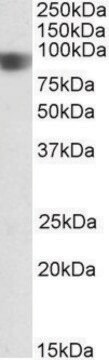 Anti-NOD1 (C-terminal) antibody produced in goat affinity isolated antibody, buffered aqueous solution