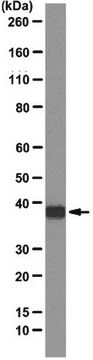 Anticorps anti-marqueur-SBP, clone&nbsp;20&nbsp;|&nbsp;MAB10764 clone 20, 1.0&#160;mg/mL, from mouse