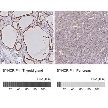 Anti-SYNCRIP antibody produced in rabbit Prestige Antibodies&#174; Powered by Atlas Antibodies, affinity isolated antibody, buffered aqueous glycerol solution