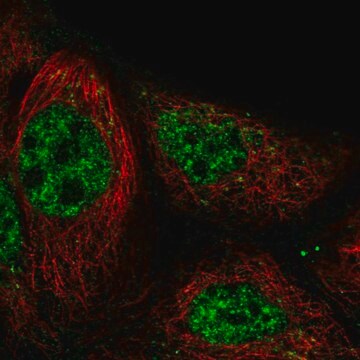 Anti-RASGRP3 antibody produced in rabbit Prestige Antibodies&#174; Powered by Atlas Antibodies, affinity isolated antibody