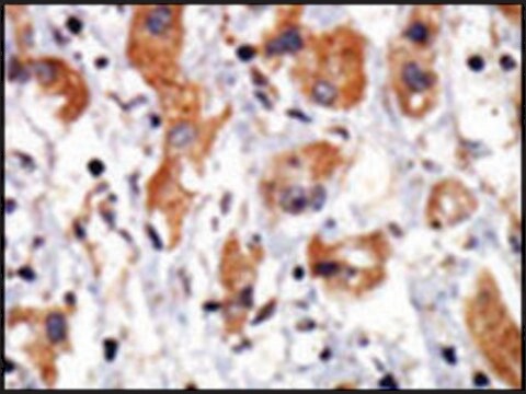 Anti-WNK1 (C-term) antibody produced in rabbit IgG fraction of antiserum, buffered aqueous solution