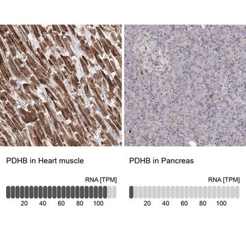 Anti-PDHB antibody produced in rabbit Prestige Antibodies&#174; Powered by Atlas Antibodies, affinity isolated antibody, buffered aqueous glycerol solution