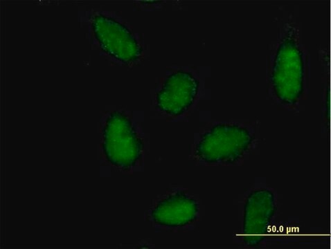 Anti-NR1H3 antibody produced in mouse purified immunoglobulin, buffered aqueous solution