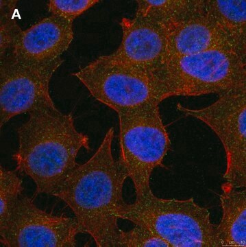 Anti-phospho-Stat1-Tyr701 Antibody, clone 1F23 ZooMAb&#174; Rabbit Monoclonal recombinant, expressed in HEK 293 cells