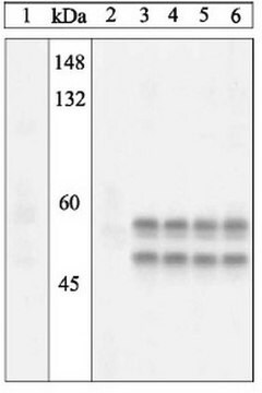 PhosphoDetect Anti-SAPK/JNK (pThr&#185;&#8312;&#179;, Tyr&#185;&#8312;&#8309;) Rabbit pAb liquid, Calbiochem&#174;