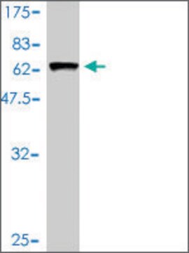 Monoclonal Anti-ARMC1 antibody produced in mouse clone 3F7-A6, purified immunoglobulin, buffered aqueous solution