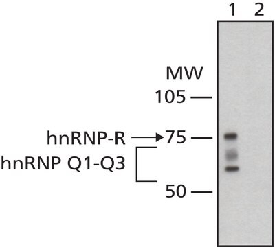 Monoclonal Anti-hnRNP-Q antibody produced in mouse clone 18E4, purified immunoglobulin, buffered aqueous solution