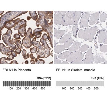 抗FBLN1抗体 ウサギ宿主抗体 Prestige Antibodies&#174; Powered by Atlas Antibodies, affinity isolated antibody, buffered aqueous glycerol solution