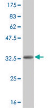 ANTI-HES2 antibody produced in mouse clone 1D5, purified immunoglobulin, buffered aqueous solution