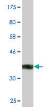 Monoclonal Anti-AZIN1, (C-terminal) antibody produced in mouse clone 1F11, purified immunoglobulin, buffered aqueous solution