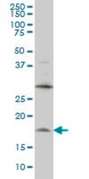 Monoclonal Anti-LMO2 antibody produced in mouse clone 6B8, purified immunoglobulin, buffered aqueous solution