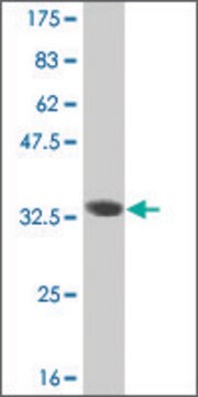 ANTI-HES2 antibody produced in mouse clone 3B3, purified immunoglobulin, buffered aqueous solution